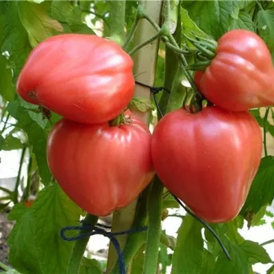 Бычье сердце (томат) — Википедия