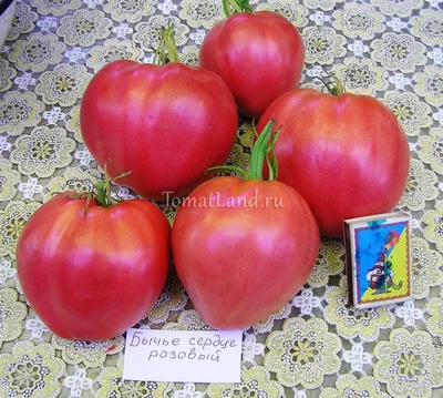Купить семена томата Бычье сердце|интернет-магазин ogurki.com