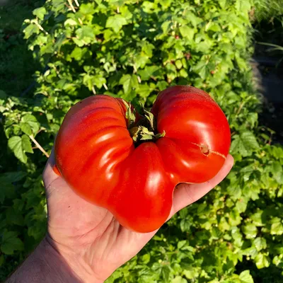 ТОП-3 самых вкусных томатов