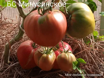 Обзор самого известного и самого труднопредсказуемого сорта помидоров - \"Бычье  сердце\" | Дача в Сибири. Только свой опыт | Дзен