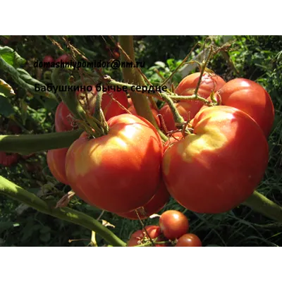 Семена томатов (помидор) Бычье сердце полосатое купить в Украине | Веснодар