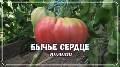 Семена томат Агроуспех Бычье сердце - отзывы покупателей на Мегамаркет