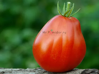 Семена томат \"Бычье сердце компакт\" , низкорослый купить по цене 42 ₽ в  интернет-магазине KazanExpress