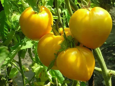 Семена томатов (помидор) Бычье сердце полосатое купить в Украине | Веснодар