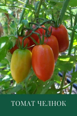 Семена безрассадного томата Челнок 0,4 г - купить в Украине -  westgard.com.ua