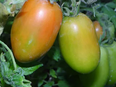 Томат Челнок: характеристика и описание сорта | Огородничество, Выращивание  помидоров, Огород