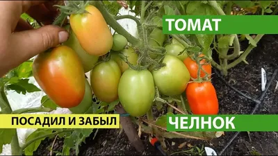 Семена Томат «Челнок» по цене 27 ₽/шт. купить в Москве в интернет-магазине  Леруа Мерлен