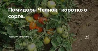 Низкорослые томаты для открытого грунта в регионах с экстремальным  климатом. 7 сортов неприхотливых томатов для занятых огородников |  Огородник из Сибири | Дзен