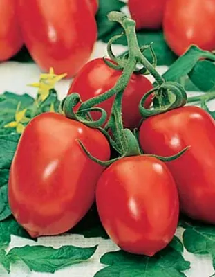 Семена томата Сибирская тройка, Сибирский сад - «Лучший сорт помидор для  консервирования.» | отзывы