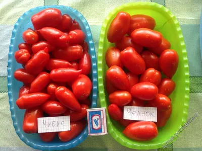 Отзыв о Семена томата Фирма Класс \"Челнок\" | Мой любимый размер и форма для  консервирования.