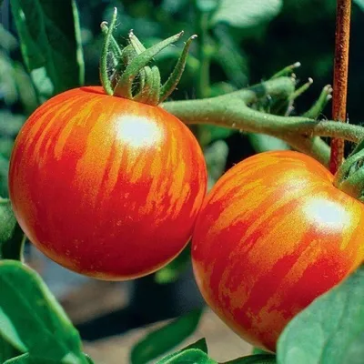 Семена безрассадного томата Челнок 0,4 г - купить в Украине -  westgard.com.ua