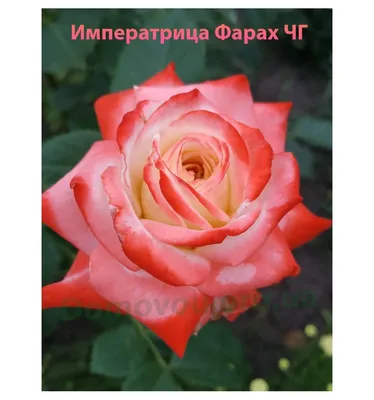 Роза чайно-гибридная Императрица Фарах (в тубе) Русский огород купить  недорого в интернет-магазине товаров для сада Бауцентр