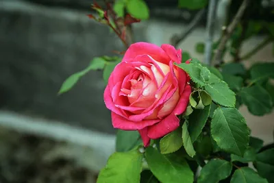 Роза чайно-гибридная Императрица Фарах (Imperatrice Farah), Дельбар  (Delbard) - «Самая необычная роза 🌹. Императрица Фара. Уход и агротехника.  » | отзывы