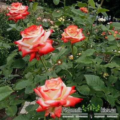 Роза Императрица Фарах | саженцы бело-красной розы, высокий куст