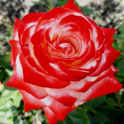 История создания сорта розы Императрица Фарах | Питомник 73 | Дзен