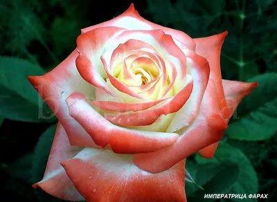 Розы моего сада. Роза Императрица Фарах (Impératrice Farah). | Мой мир Мои  розы | Дзен