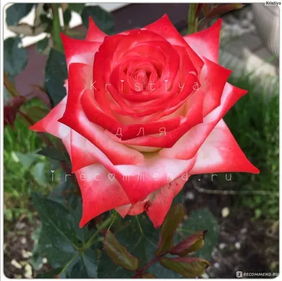 Купить Саженцы чайно-гибридной розы Императрица Фарах (Rose Imperatrice  Farah) оптом/розница