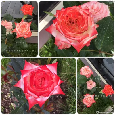 Купить саженцы розы Императрица Фарах с доставкой почтой | Питомник  саженцев Краснодар «КФХ Фруктовый сад»
