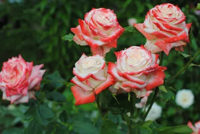 История создания сорта розы Императрица Фарах | Питомник 73 | Дзен