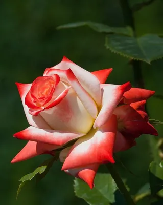 Императрица Фарах» - красно - белая классика чайно - гибридной розы