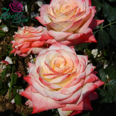 Роза чайно-гибридная Императрица Фарах С4 купить за 950 р. в садовом центре  АСТ Медовое
