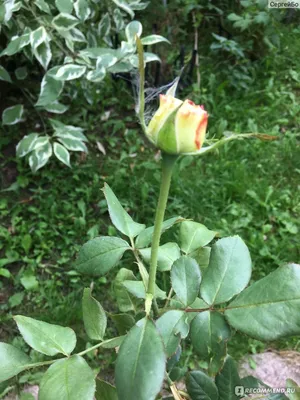 Роза чайно-гибридная Императрица Фарах (Imperatrice Farah), Дельбар  (Delbard) - «Императрица в любом саду.» | отзывы