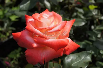 Роза чайно-гибридная Императрица Фарах 2х річні (ID#638711660), цена: 135  ₴, купить на Prom.ua