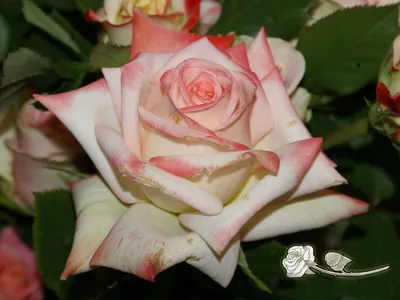 Саженцы чайно-гибридной розы Императрица Фарах (Rose Imperatrice Farah)  (ID#986565850), цена: 115 ₴, купить на Prom.ua