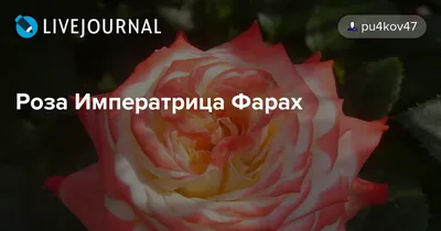 Роза Imperatrice Farah (Императрица Фара) – купить саженцы роз в питомнике  в Москве