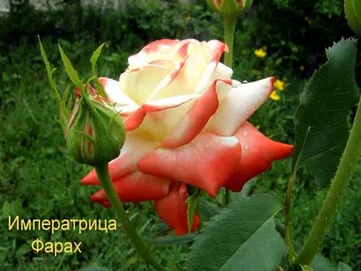 Роза Императрица Фарах (Imperatrice Farah) купить в Нур-Султане, доставка  почтой по Казахстану, недорого в интернет-магазине, цены
