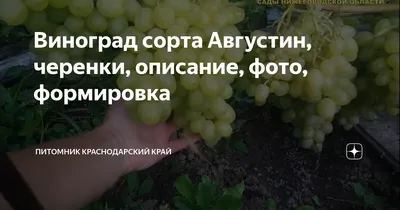 Виноград Восторг :: описание сорта - фото - отзывы - купить саженцы –  Саженец.com.ua