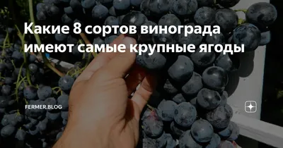 Виноград Айгени сев (артикул V-100937): купить саженцы в интернет-магазине « Виноград Маркет»