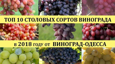 Лучшие сорта зарубежной селекции - стр. 6 - Интродукция винограда -  ВИНОГРАДНАЯ ЛОЗА