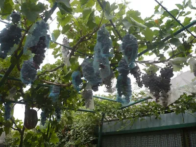 Оптовая продажа винограда из Таджикистана - #Сорта_винограда 🍇КОРА  ГУЗАЛЬ🍇 🍀Новый столовый сорт из гибридного сеянца от скрещивания сортов  Каттакурган и Додреляби (авторы сорта: Журавель М.С., Негруль А.М.,  Мухамедов Г.К.). 🍇Распространен в основном