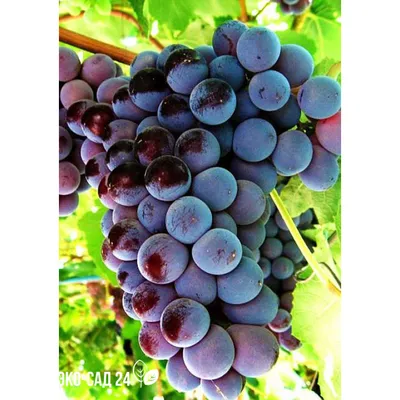Виноград КАРДИНАЛ (саджанець щеплений) - купить на Агробиз, цена100 грн. -  1003241