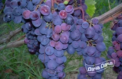 Сорт винограда Кардинал: фото, отзывы, описание, характеристики.