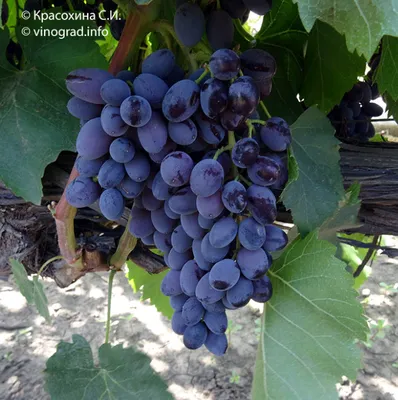 Гроздь винограда весом 8 кг! Топ-7 самых лучших сортов таджикского винограда  (фото) • EastFruit