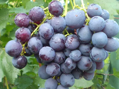 Купить саженцы винограда кардинал в Крыму - Наш Сад