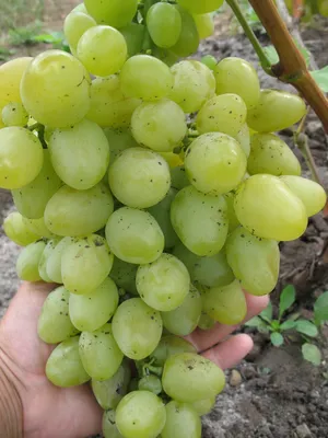 Сорт винограда Аркадия | Пикабу