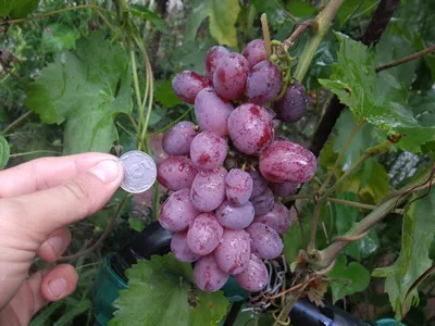 Столовые сорта винограда: описание и фото белых, черных, красных и розовых  сортов
