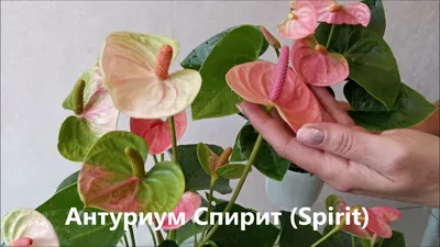 Видео и фото цветения 26 сортов антуриума. Как купить цветок антуриум -  YouTube