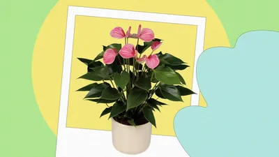 Антуриум Шерцера Микс - купить, цена, отзывы в интернет-магазине комнатных  растений.