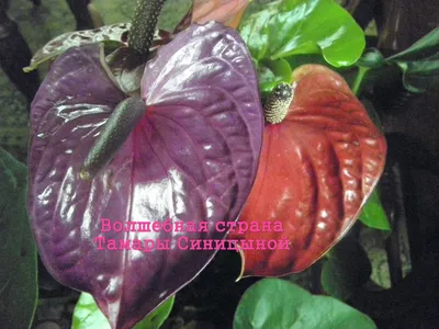 🇺🇦 Королевский крупноцветковый Антуриум Андрэ Лагуна, у этого сорта  огромные и очень красивые, цветки необычной окраски,.. | ВКонтакте