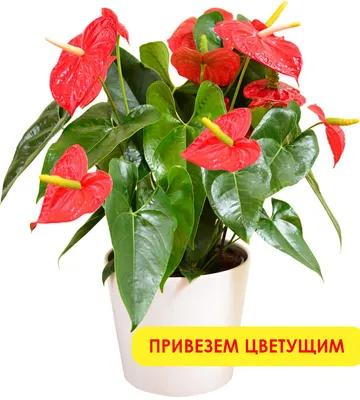 Антуриум Андре Дакота - Botanic Craft | Цветы и растения в Хабаровске