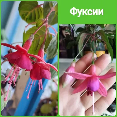 Купить семена Фуксия Fuchsia Ballerina в Москве: доставка семян по России и  СНГ - интернет-магазин «Сады Семирамиды»