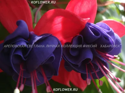 Фуксия ампельная Bella Rosella - Фуксия - GardenPlants