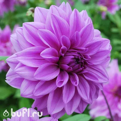 Клубни георгины Lilac Time в интернет-магазине bufl.ru