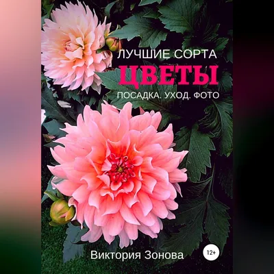 ☘ Бордюрные георгины| GreenMarket