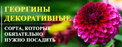 Самые красивые и лучшие сорта георгин | Agro-Market
