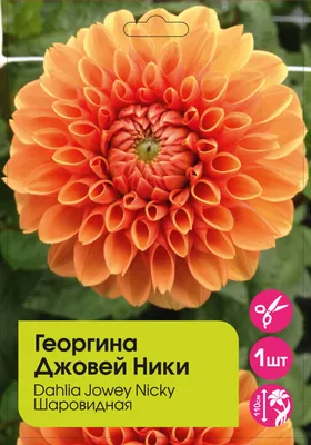 Георгин розовый в горшке | доставка по Москве и области